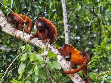 Tambopata National Reserve